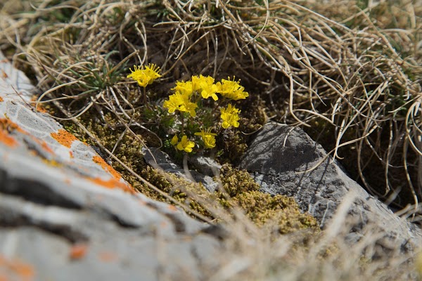 Résidence Mont de Grange - achatreventelmnp - photo 9